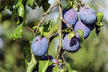 Picking & Eating Abundant Plums - Omen of Bounty?