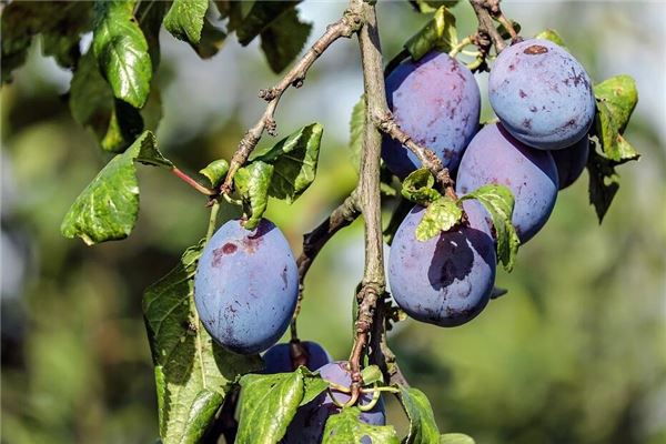 Picking & Eating Abundant Plums - Omen of Bounty?