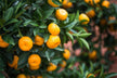 Picking and eating oranges — omen?