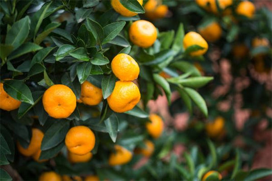 Picking and eating oranges — omen?