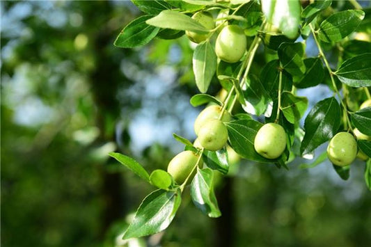 Picking and eating sweet jujubes — omen?