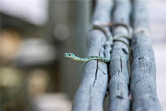 Pregnant snake dream - accurate boy omen