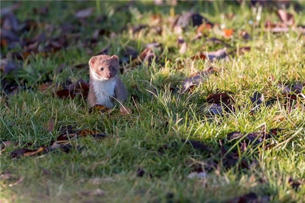 Pregnant woman dreams of a yellow weasel — omen?