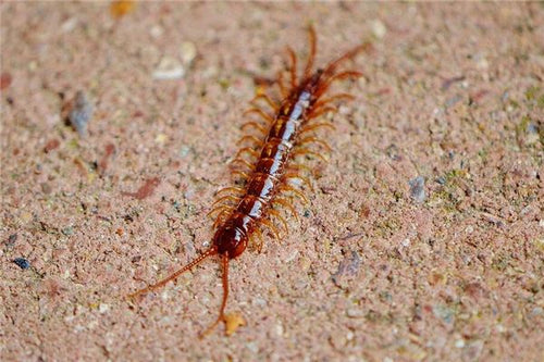 Pregnant woman dreams of centipede — omen?