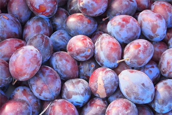 Pregnant woman dreams of red plums — daughter sign?