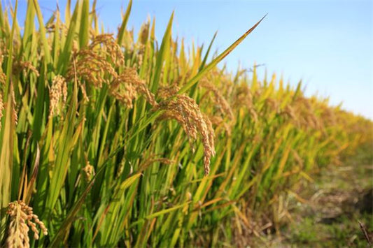 Pregnant woman dreams of rice — boy or girl omen?