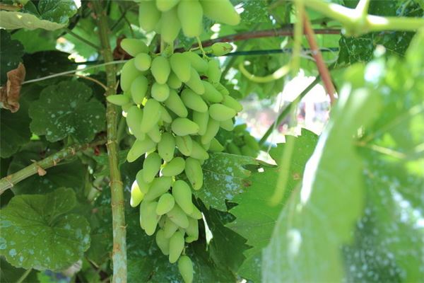 Pregnant woman dreams of tree full of green grapes — omen?