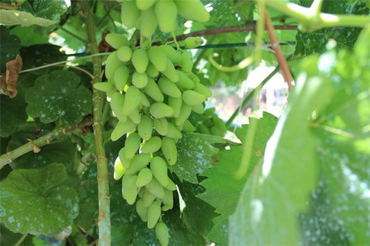 Pregnant woman dreams of tree full of green grapes — omen?