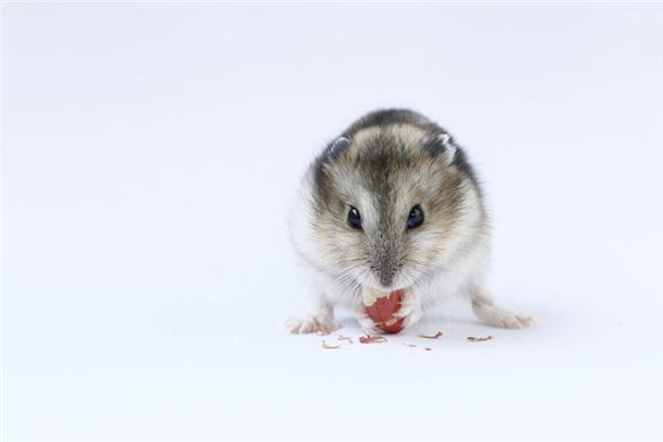 Rat entering home in dream — omen?
