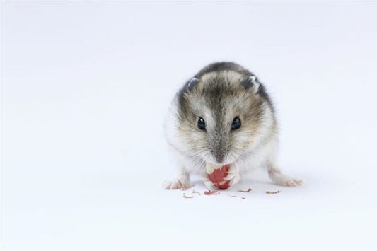 Rat entering home in dream — omen?