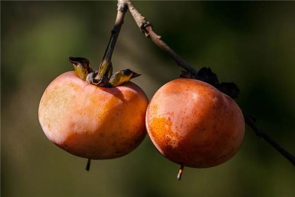 Ripe persimmons on tree — omen?