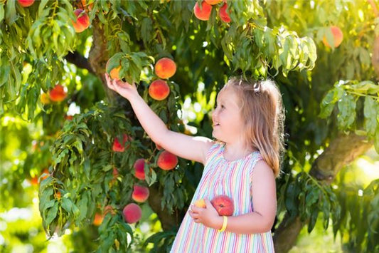 Stealing peaches from another's tree — omen?
