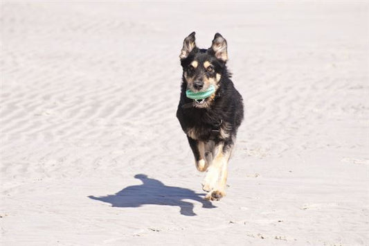 Symbolic Meanings of Dream of a Dog Biting Your Foot?