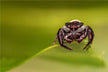 The Omen - spider in woman’s dream causes fearful awakening