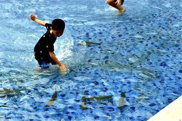 The Omen of Dreaming of Catching Black Fish