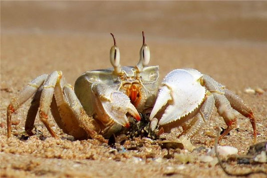 The Omen of Dreaming of Catching Crabs