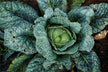 The Omen of Dreaming of Chinese Cabbages