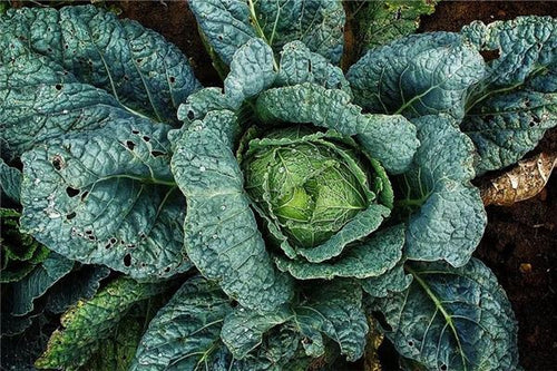 The Omen of Dreaming of Chinese Cabbages