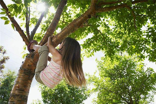 The Omen of Dreaming of Climbing a Tree