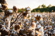 The Omen of Dreaming of Cotton