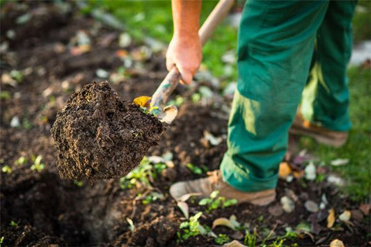 The Omen of Dreaming of Digging a Grave