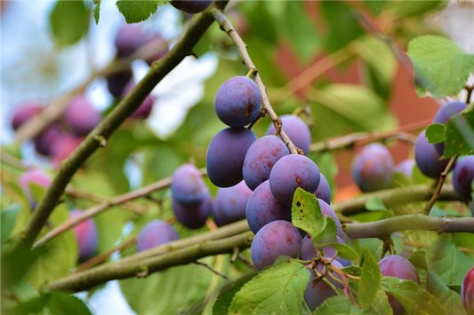 The Omen of Dreaming of Eating plums under plum tree