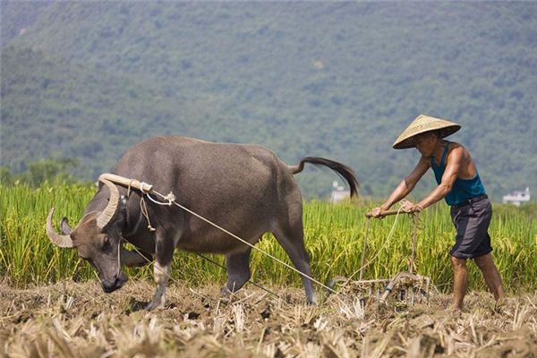 The Omen of Dreaming of Farming and Plowing