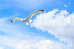 The Omen of Dreaming of Flying