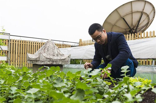 The Omen of Dreaming of Growing Vegetables