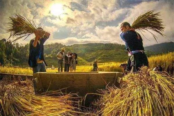 The Omen of Dreaming of Harvesting Rice