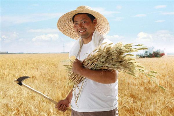The Omen of Dreaming of Harvesting Rice Bring?