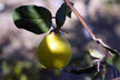 The Omen of Dreaming of Harvesting Ripe Fruits