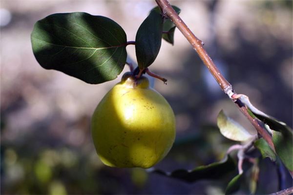 The Omen of Dreaming of Harvesting Ripe Fruits
