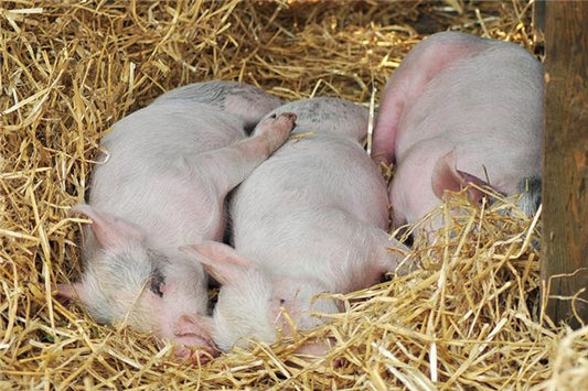 The Omen of Dreaming of Killing a Pig