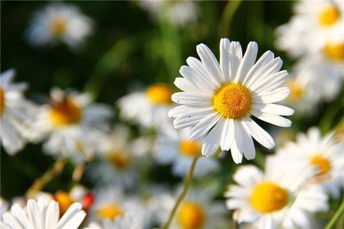 The Omen of Dreaming of Lush White Flowers Blooming