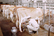 The Omen of Dreaming of Milking