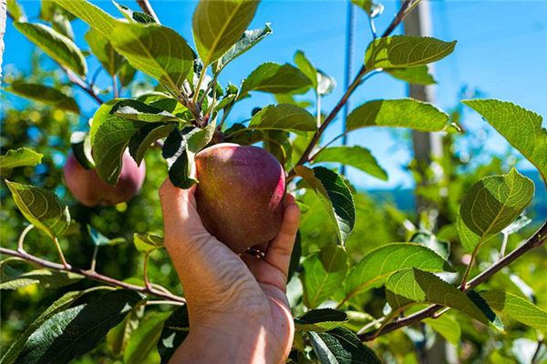 The Omen of Dreaming of Picking Apples