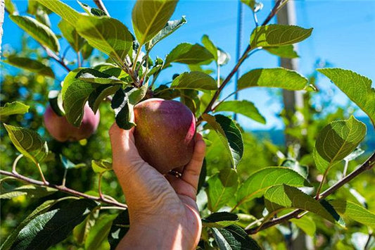 The Omen of Dreaming of Picking Apples