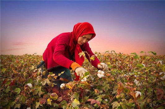 The Omen of Dreaming of Picking Cotton