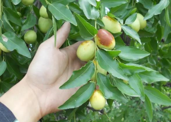 The Omen of Dreaming of Picking Jujubes