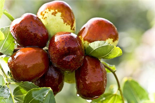 The Omen of Dreaming of Picking Red Dates Yourself