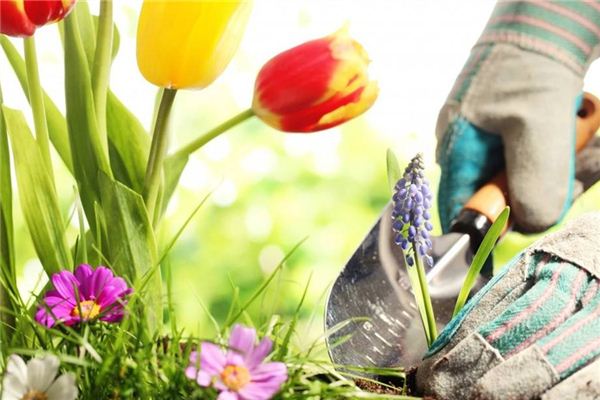The Omen of Dreaming of Planting Flowers