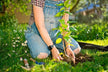 The Omen of Dreaming of Planting Trees