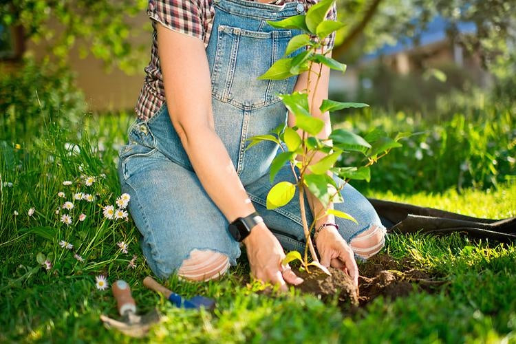 The Omen of Dreaming of Planting Trees