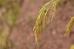 The Omen of Dreaming of Ripe Golden Wheat Ears
