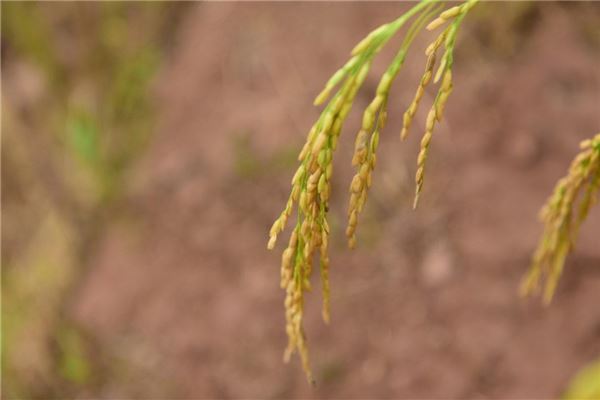 The Omen of Dreaming of Ripe Golden Wheat Ears