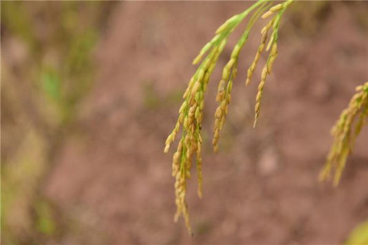 The Omen of Dreaming of Ripe Golden Wheat Ears