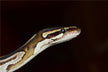 The Omen of Dreaming of Slaying a Giant Serpent