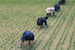 The Omen of Dreaming of Sowing Seeds
