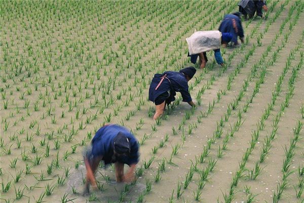 The Omen of Dreaming of Sowing Seeds